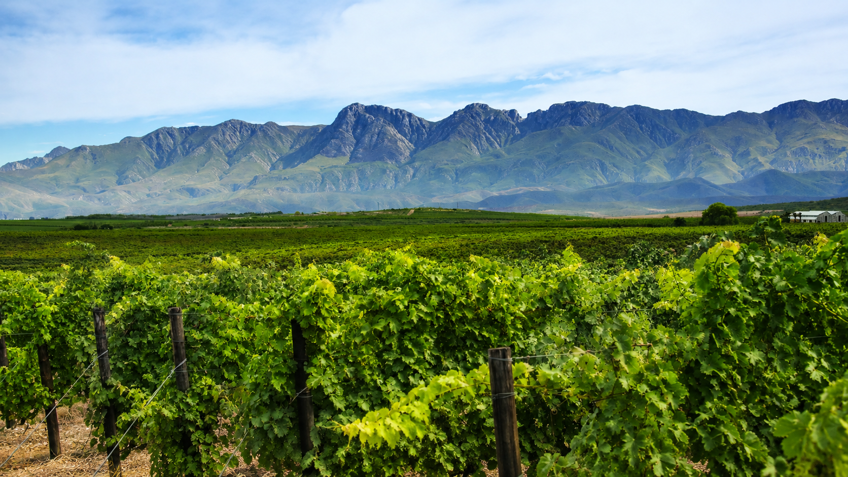 Le Roux & Fourie vineyard beneath the Langeberg mountains
